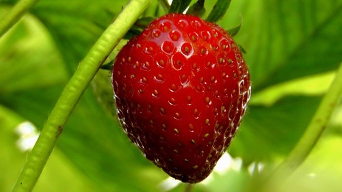 Sweet everbearing strawberry - everbearing,